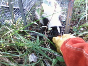 Skunk Removal | RF Wildlife Control 860-510-6313