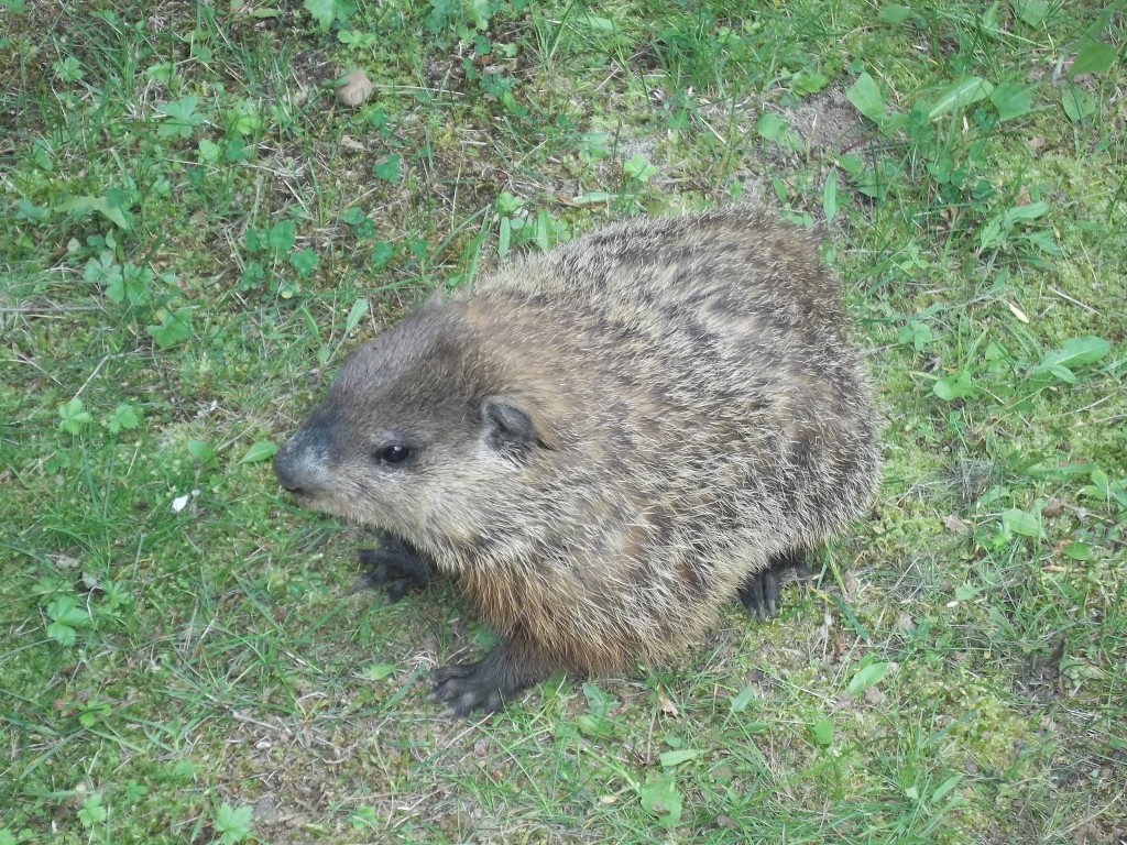 Woodchuck Removal - Groundhog control-Connecticut, CT