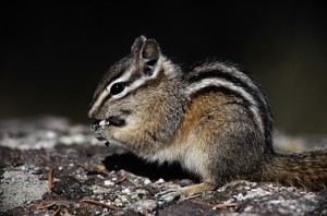 Chipmunk Control - Wildlife Control ConnecticutRF Wildlife Control 860