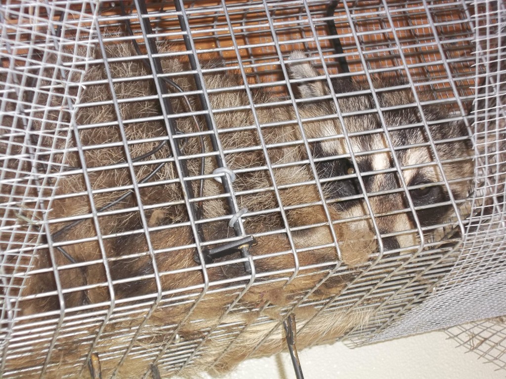 raccoons raccoon