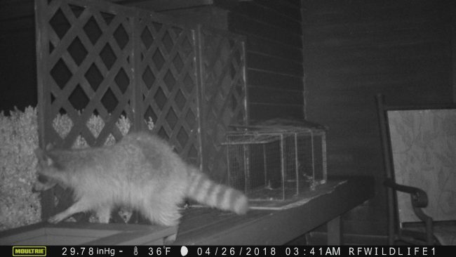 raccoon-trapping-removal