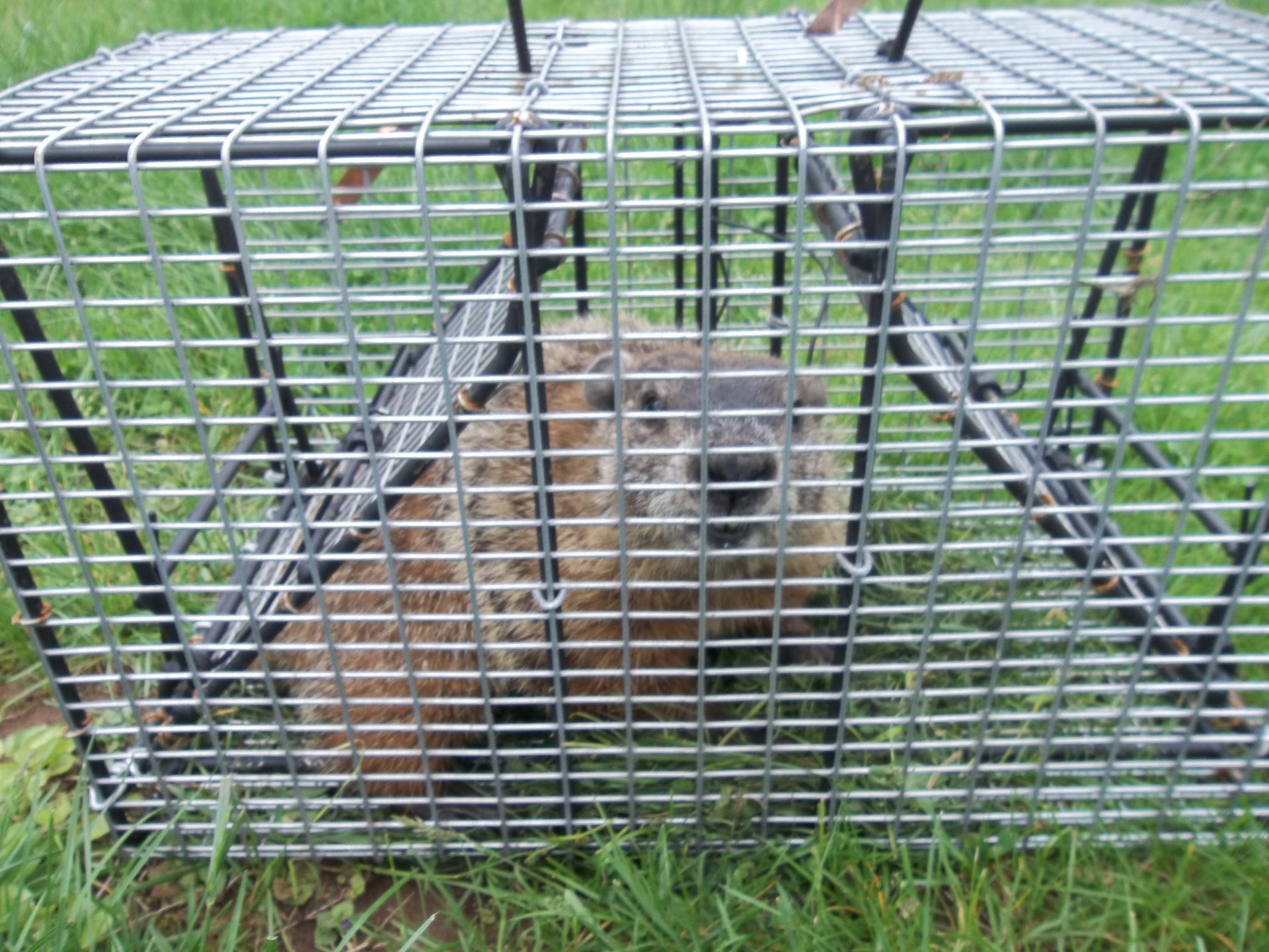 Lexington Chipmunk Removal, Trapping, Control