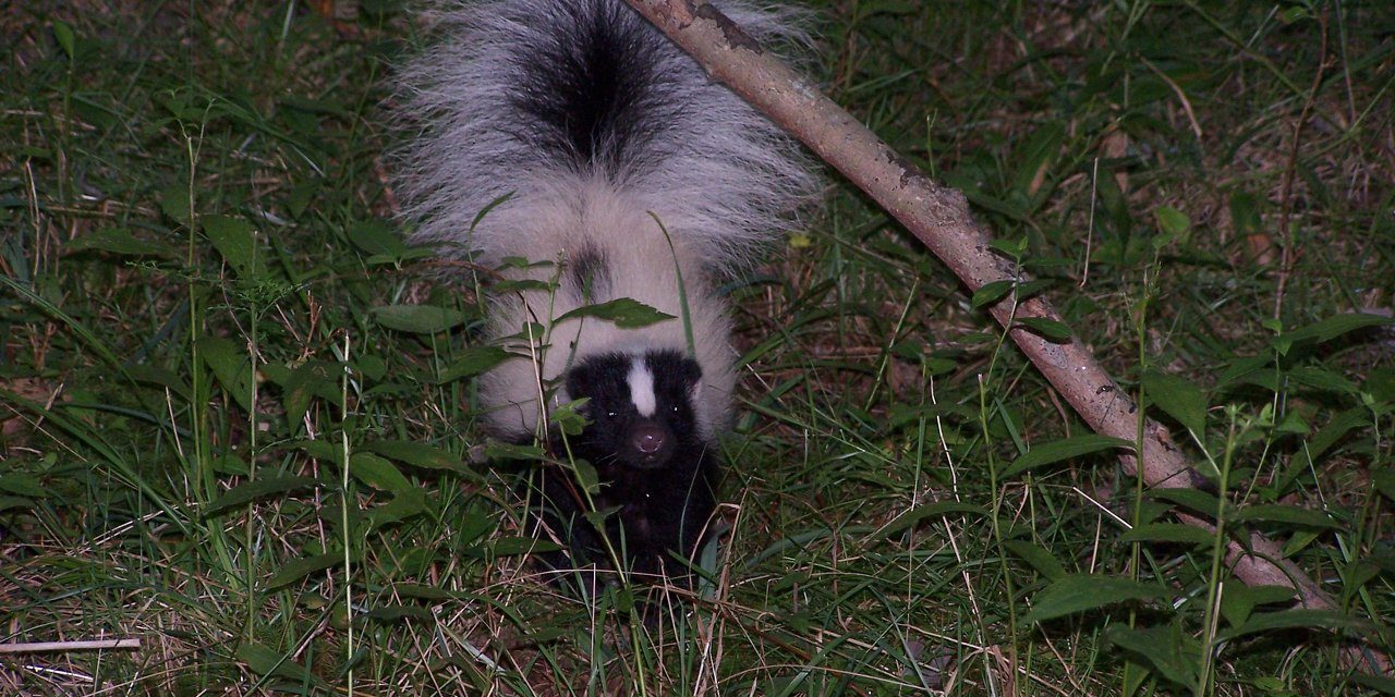 skunk-spray-smell-odor