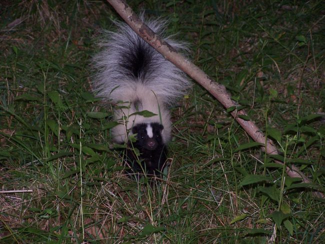 skunk-spray-smell-odor