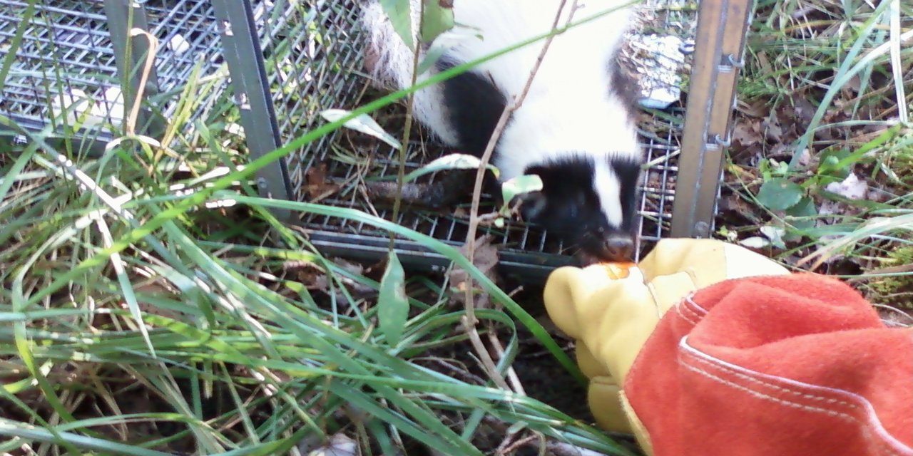 skunk-trapping