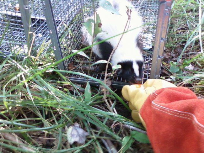 skunk-trapping