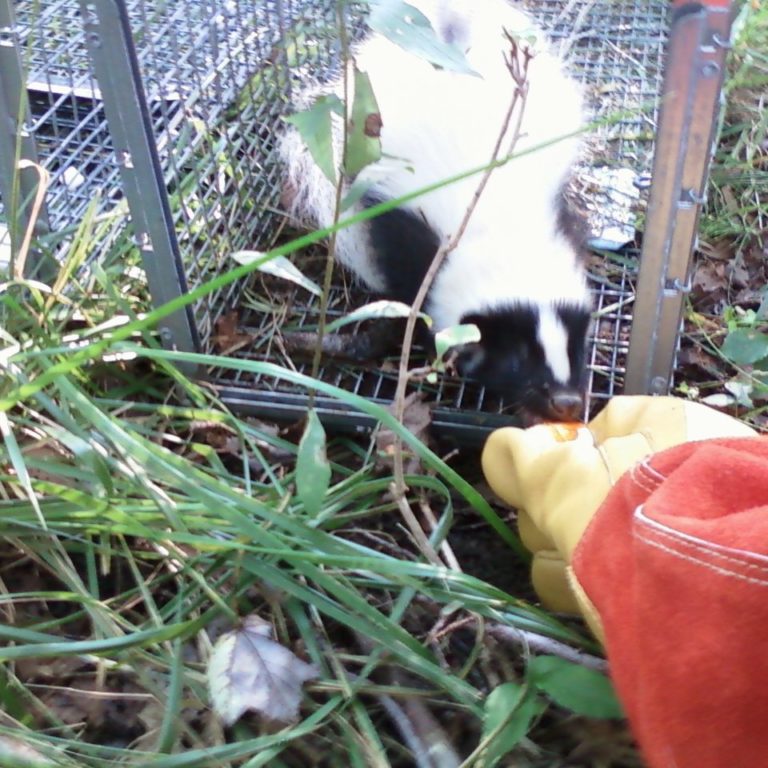 skunk-trapping