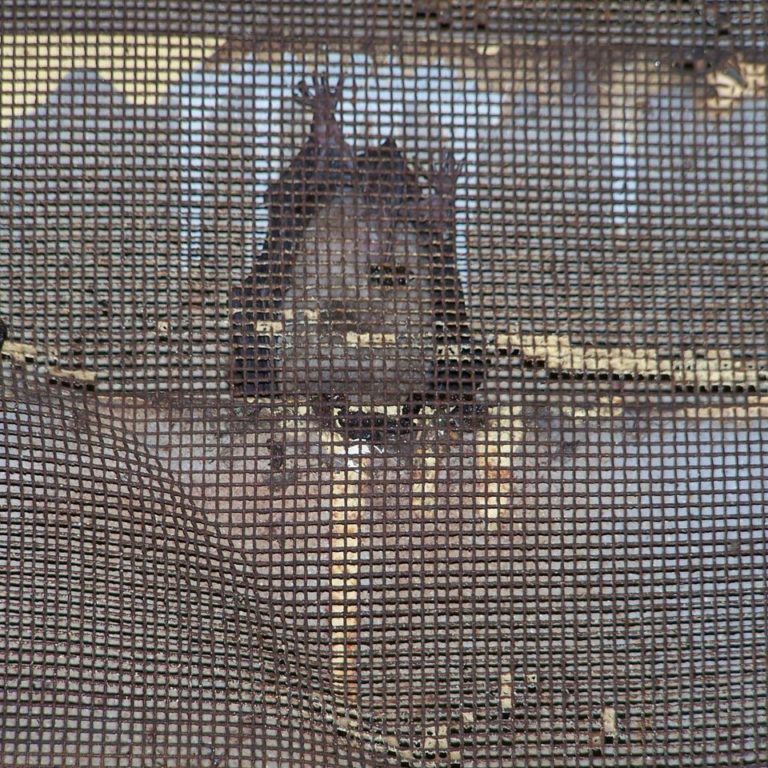 bats-in-attic