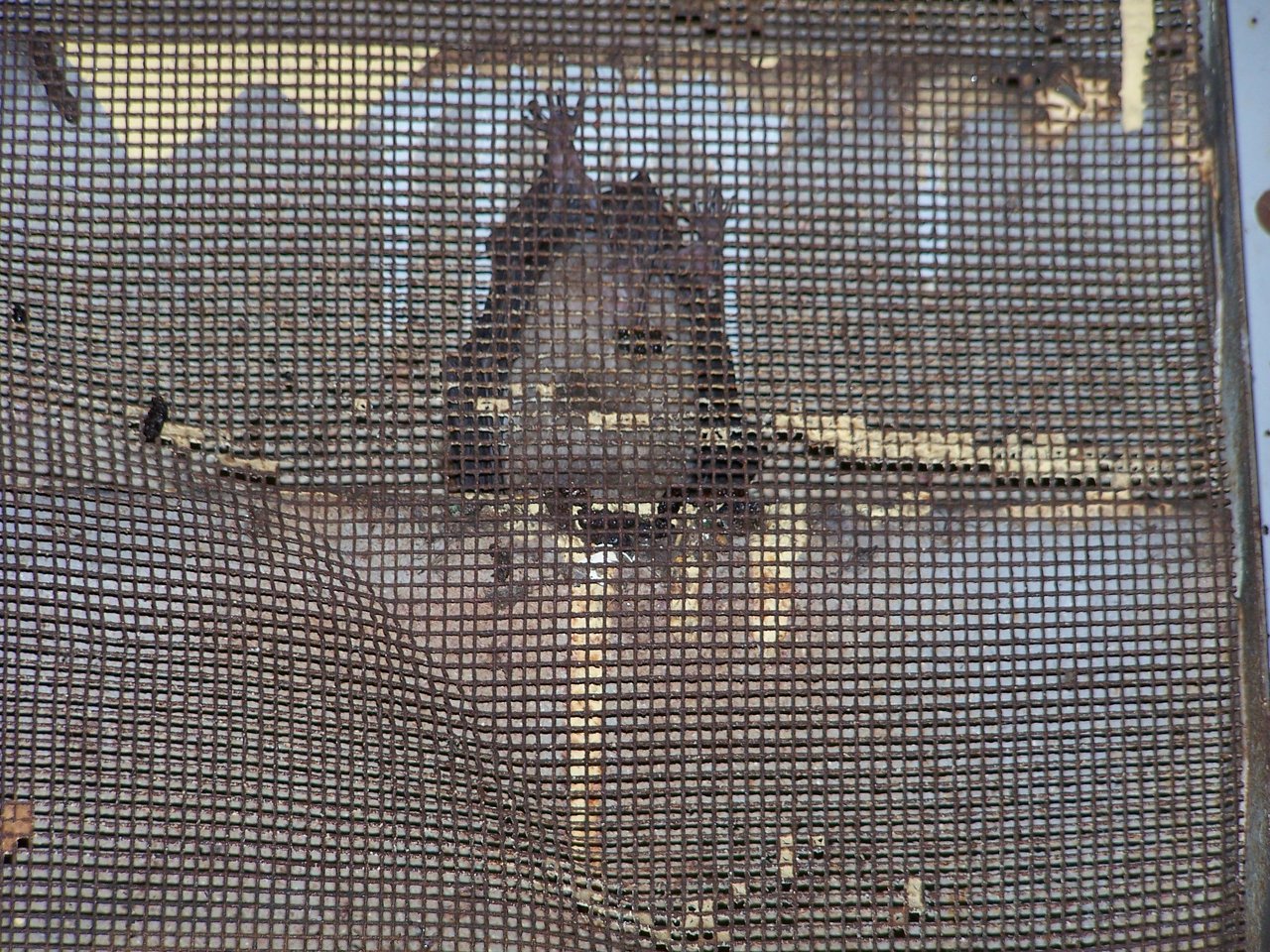 Bats in attic Connecticut