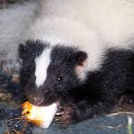 skunk marshmellow