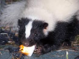 skunk marshmellow