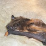Bats in Attic CT
