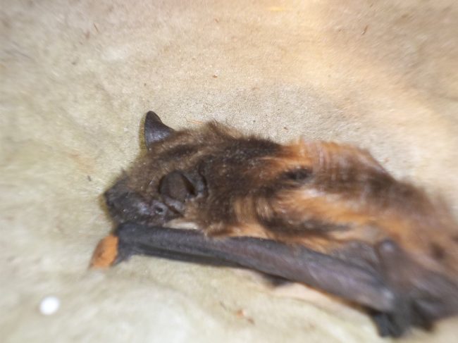 Bats in Attic Bats in Attic CT