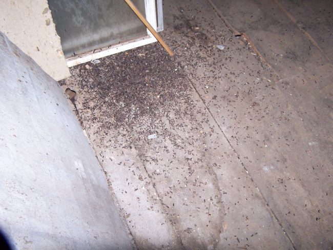 Bat Damage Repair CT