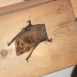 Bat Eviction CT