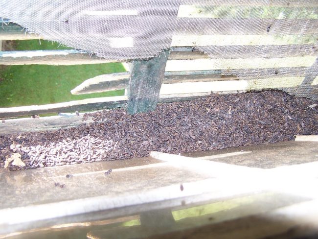 Bat Guano Cleanup CT