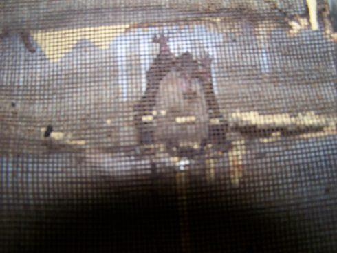 Bat Removal CT