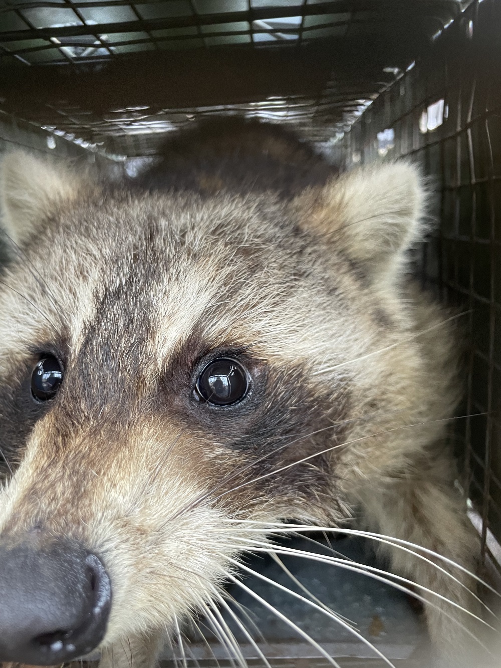 Raccoon trapping Connecticut