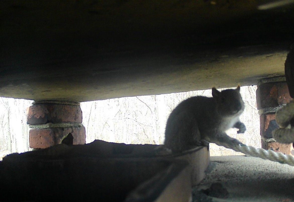 Squirrel removal in Connecticut attic
