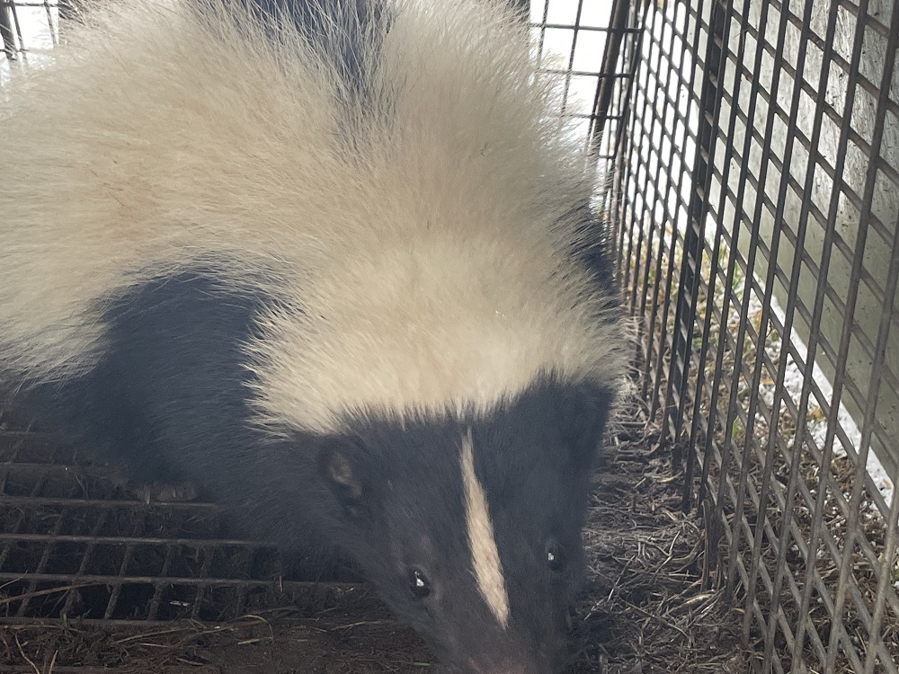 Odor-free skunk removal service by RF Wildlife at a Connecticut home