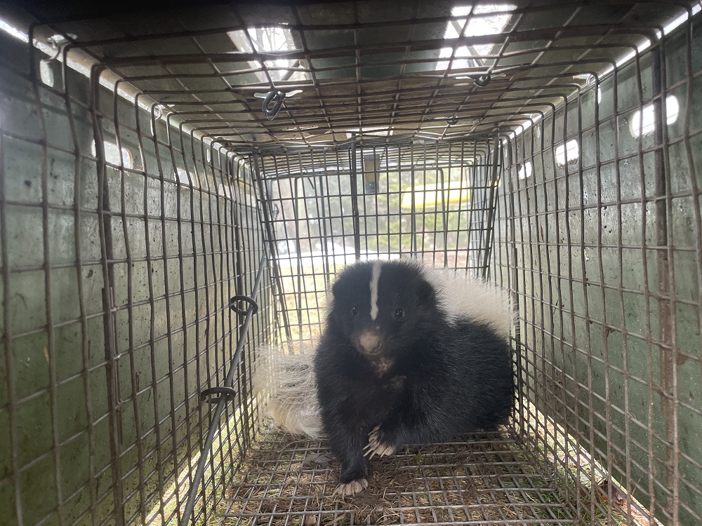 Skunk in trap during professional skunk control service in Connecticut